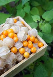 Incan berries – the stress relieving superfood from the Amazon