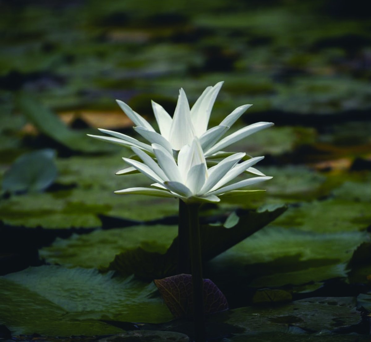 100% Pure White Lotus Anointing Oil | Elemental Wizdom