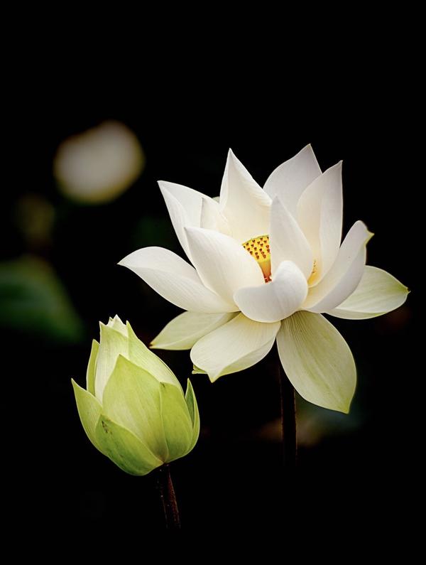 100% Pure White Lotus Anointing Oil | Elemental Wizdom