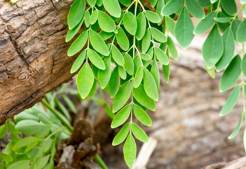 The miracle that is moringa