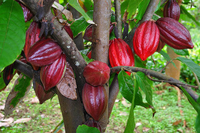 Cacao Beans – The Natural Remedy For High Blood Pressure - by The Superfood Blog