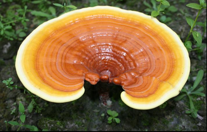 Reishi mushrooms – medicinal mushrooms with myriad benefits - by The Superfood Blog