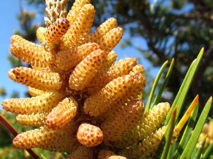 5 Reasons Pine Pollen Can Improve Your Health - by Jeremy Cohen