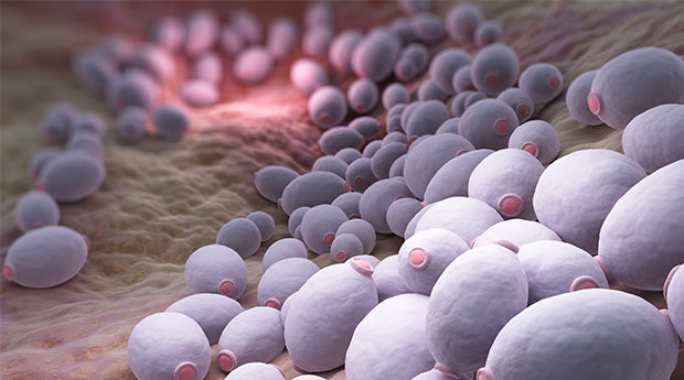 Overcome Candida in Three Easy Steps