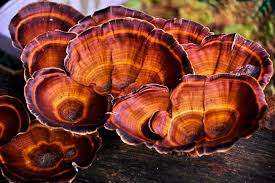 The Power Of Medicinal Mushrooms by Urban Alchemy