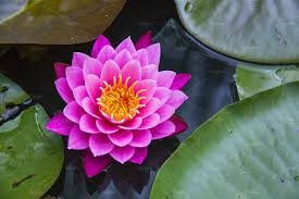ॐ Sacred Golden Lotus Pollen ॐ The all-new yogic superfood ॐ - by Elemental Wizdom