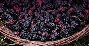 Mulberries – the healthy sweets you can’t stop eating!
