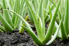 Aloe vera and 7 sensational health benefits - by The Superfood Blog