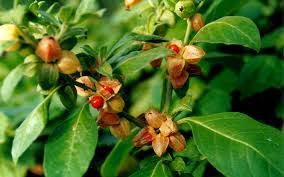Ashwagandha – the ancient adaptogen for 21st century stress - by The Superfood Blog