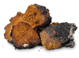 The chaga mushroom and 3 convincing health benefits - by The Superfood Blog