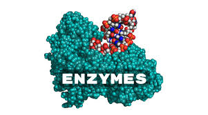 The remarkable health benefits of enzymes - by The Superfood Blog