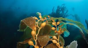 The health benefits of kelp – superfood secret of the sea - by The Superfood Blog