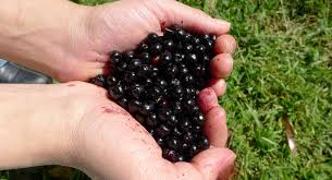 Maqui berry powder – supreme source of antioxidants - by The Superfood Blog