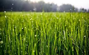 Wheatgrass powder – worth its weight in gold? by The Superfood Blog
