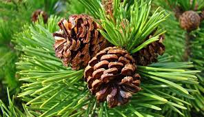 5 Reasons Pine Pollen Will Improve Your Health! - By Elemental Wizdom