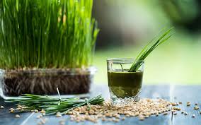 Wheatgrass — love living food - by Ruth Allen