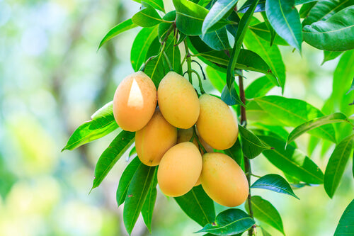 Diet food list – top 5 unusual diet foods that work