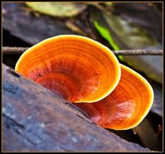 Reishi mushrooms — could they make the world a better place? - by Elwin Robinson