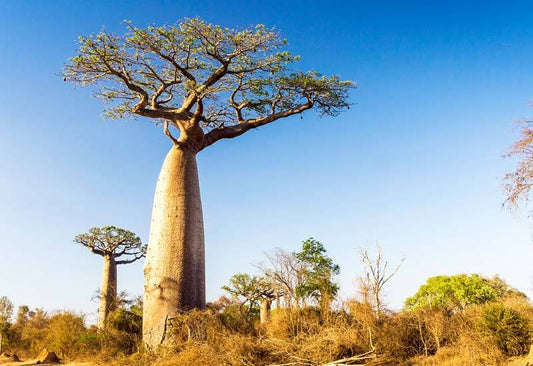 Baobab Tree – The Tree of Life
