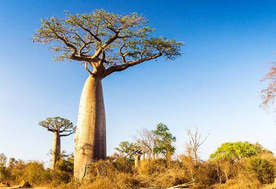 Baobab Tree – The Tree of Life