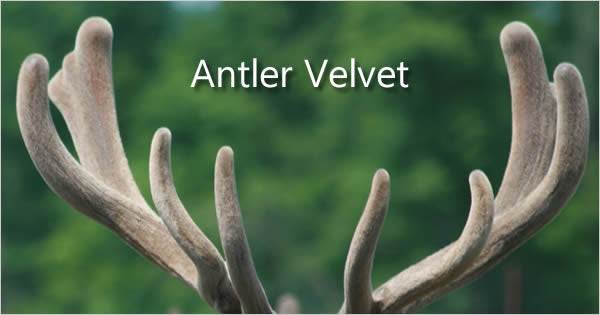 Deer Antler: Not All Velvet Antler is the Same Quality