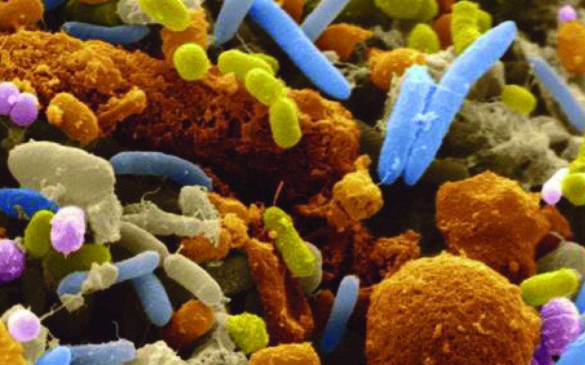 Microbiometrics | Elemental Wizdom