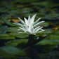 100% Pure White Lotus Anointing Oil | Elemental Wizdom