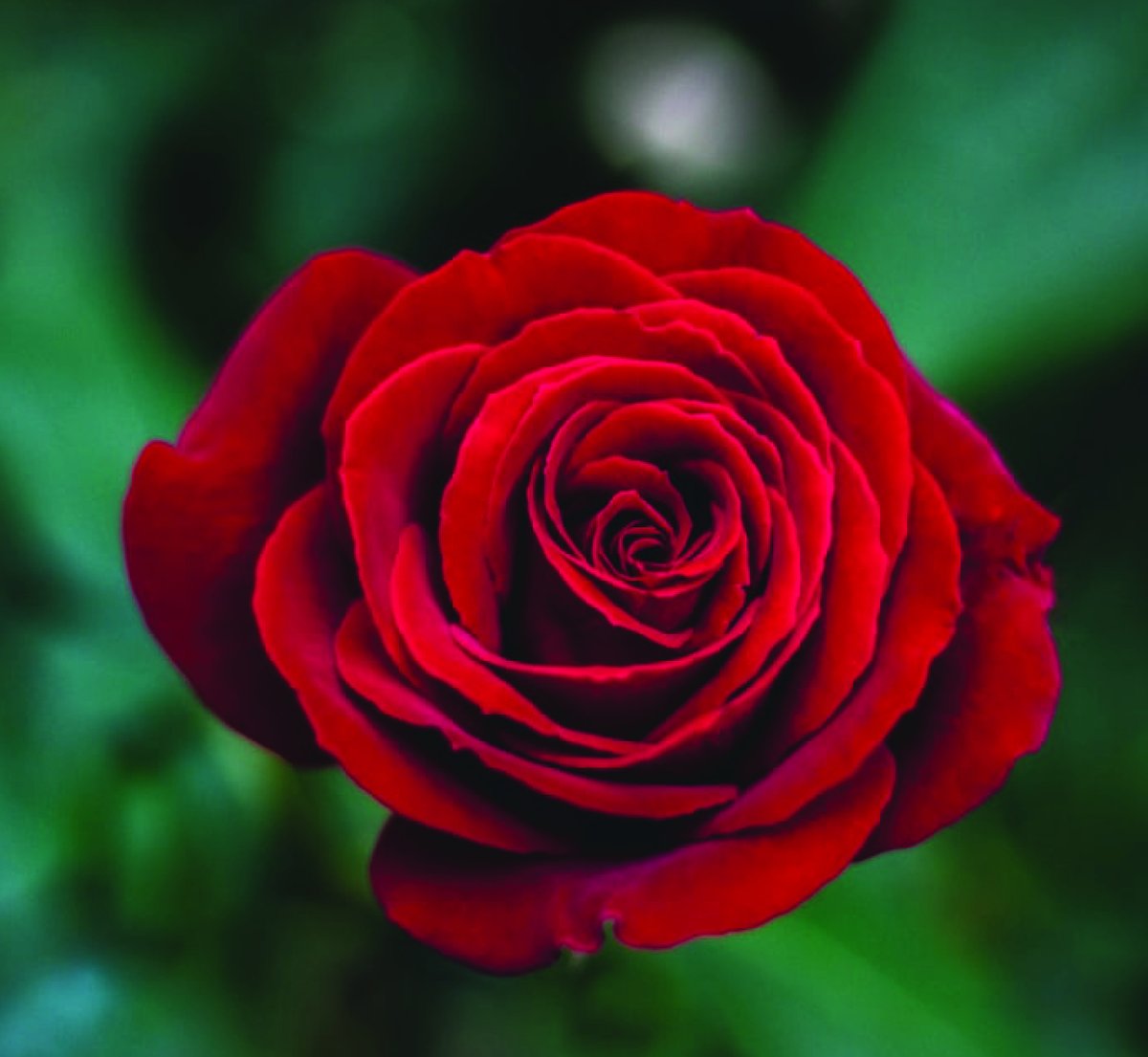 100% Pure Bulgarian Rose Essential Oil with OG Terpenes | Elemental Wizdom