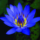 100% Pure Original Egyptian Blue Lotus Absolute Oil | Elemental Wizdom