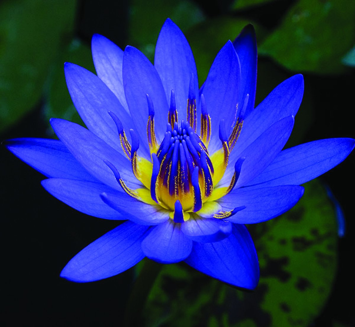 100% Pure Original Egyptian Blue Lotus Absolute Oil | Elemental Wizdom