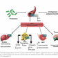 Microbiometrics | Elemental Wizdom