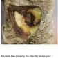 100% Pure Agarwood Essential Oil | Elemental Wizdom