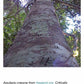 100% Pure Agarwood Essential Oil | Elemental Wizdom