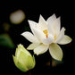 100% Pure White Lotus Anointing Oil | Elemental Wizdom